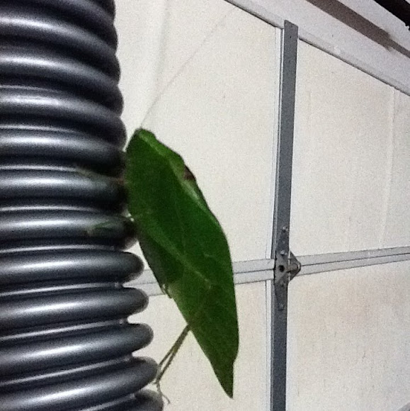 Spotting Image 1