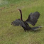 Anhinga