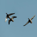 Mallard