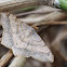Geometridae moth