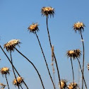 Flores do campo