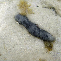 Sea cucumber