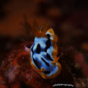 Strigate Chromodoris
