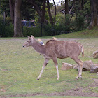 Greater Kudu