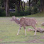 Greater Kudu