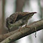 Varied Sitella
