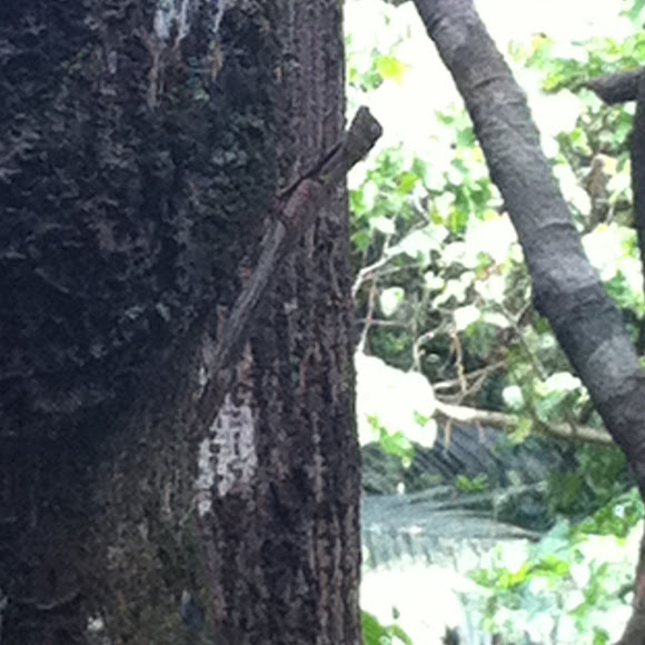 Spotting Image 1