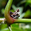 Treehopper
