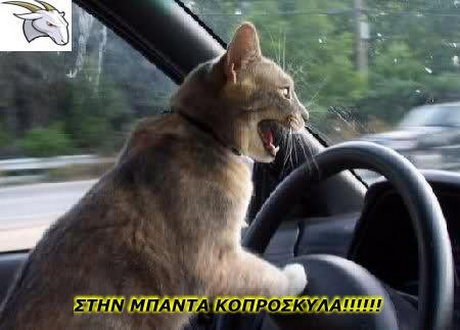 ΣΤΗΝ ΜΠΑΝΤΑ ΚΟΠΡΟΣΚΥΛΑ Π