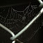 Spider web