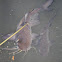 Catfish