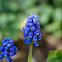 Grape Hyacinth