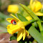 ladybird