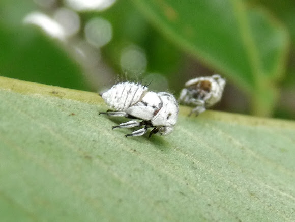 Spotting Image 1