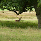 Fallow deer stag