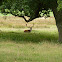 Fallow deer stag