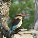 Brown-hooded Kingfisher