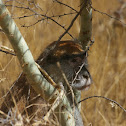 Patas Monkey
