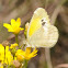 Dainty sulphur