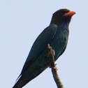 Dollarbird