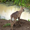 waterbuck