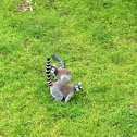 Lemur