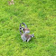Lemur