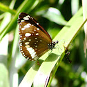 Common Crow Butterfly