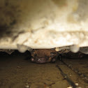 Big Brown Bat