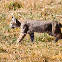 Bobcat