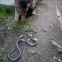 Common Wolf Snake