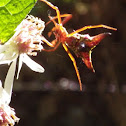 Arrowshaped Micrathena