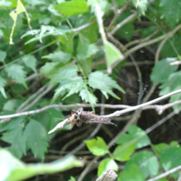 Spotting Image 1