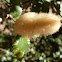 Hairy Gall on Canyon Live oak