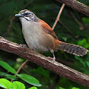 Moustached Wren