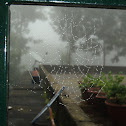 spider web