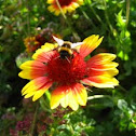 Bumblebee