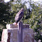 Red-Tailed Hawk