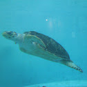 Hawksbill Sea Turtle