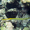 Trumpetfish