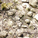 garter snake