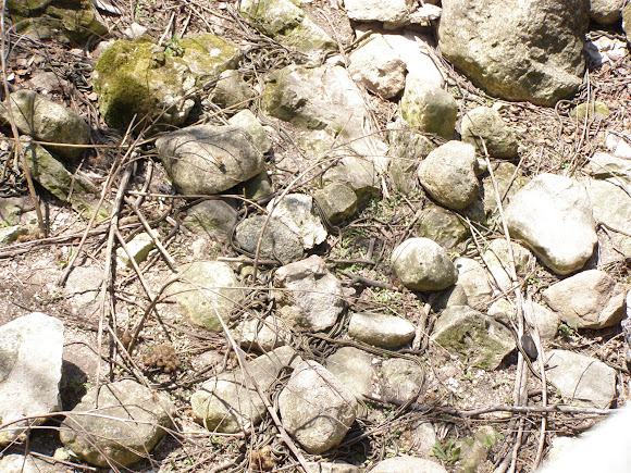 Spotting Image 1