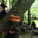 Hexagonal-pored polypore