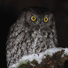 Western Screech Owl