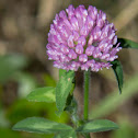 Red Clover
