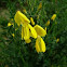 Genista. Dyer’s Greenweed