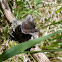 Dreamy Duskywing