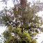 Silver Oak, Grevillea
