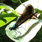 Damsel fly