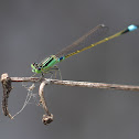 damsel fly亞東細蟌